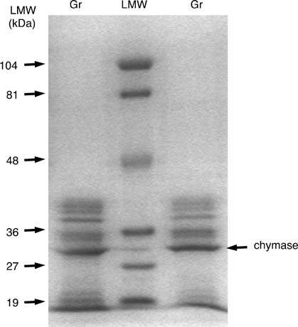 Sds+page+gel+storage