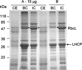 15+sds+page+gel