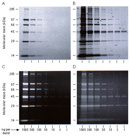 Sds+page+gel+protocol