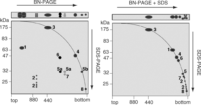 Sds+page+gel+troubleshooting