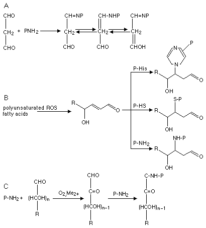 Generation of protein carbonyls by glycation and glycoxidation and by 