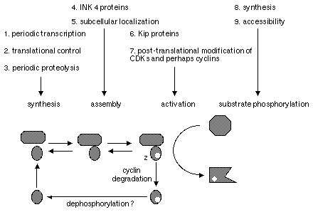 cell cycle checkpoints. Overview of the Cell Cycle