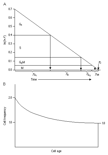 cell cycle phases. cell cycle phases (A) The