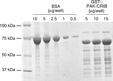 Sds+page+gel+protocol