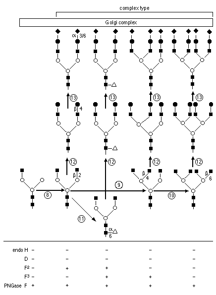 other amino acids,pka to alanine mutantpka -cooh, -nh arg Asparagine Given below for the a-carboxylic , basic, large amino acid that the other Asparagine