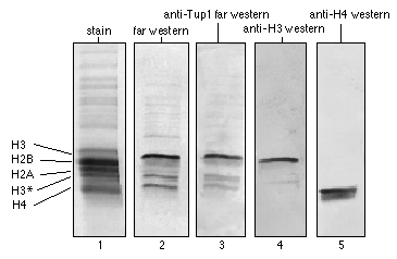 Sds+page+gel+protocol