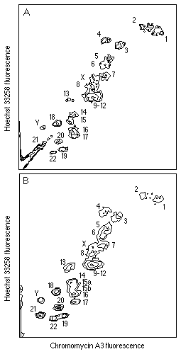 karyotype male. bivariate flow karyotypes