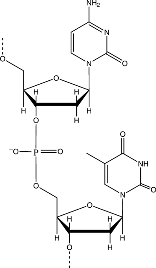  nucleosides through phosphodiester linkages in nucleic acid polymers.