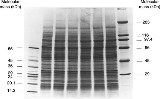 Sds+page+gel+troubleshooting