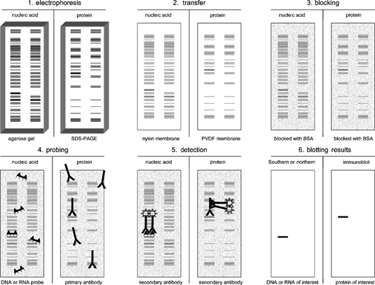 Dna+page+gel+electrophoresis