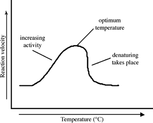 Effect of temperature on reaction rate. The reaction rate increases with 