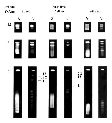 Sds+page+gel+voltage