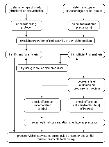 circulatory system diagram not labeled. Label the following diagram of