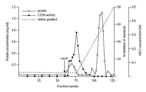 The peak of the activity occurs just after the protein peak (open circles).
