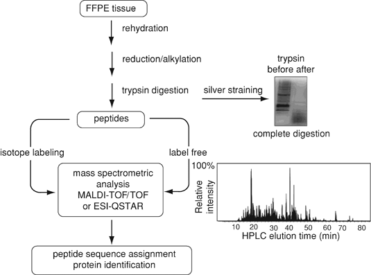 A flowchart of protein extraction, peptide preparation, mass spectrometric 