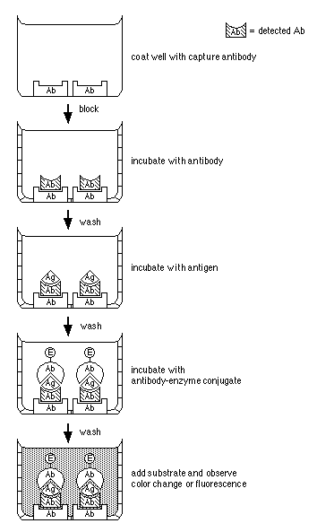 Antigens And Antibodies. Ag  antigen; Ab  antibody;