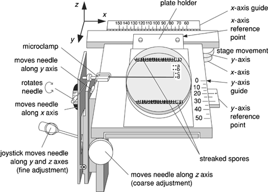 Microscope Parts And Functions. nose-microscope parts Just