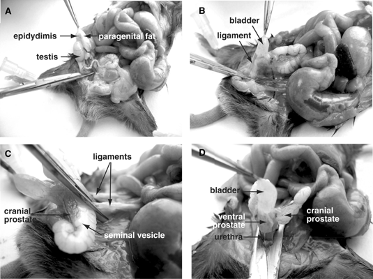 dissection of rat. Dissection of testis (A),