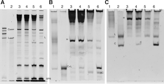 Page+gel+electrophoresis