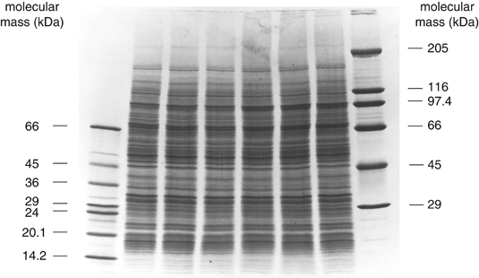 Sds+page+gel+troubleshooting