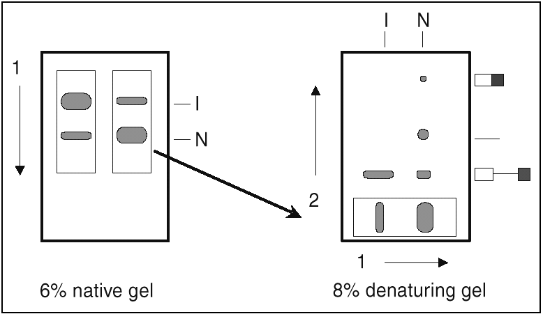 Native+page+gel+electrophoresis