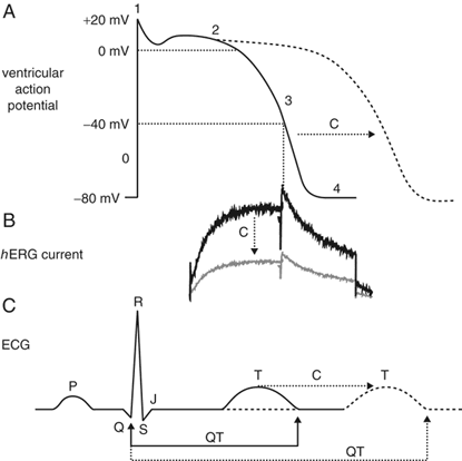 (A) Ventricular action potential, (B) cardiac hERG current profile, 