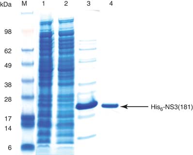 Sds+page+gel+storage