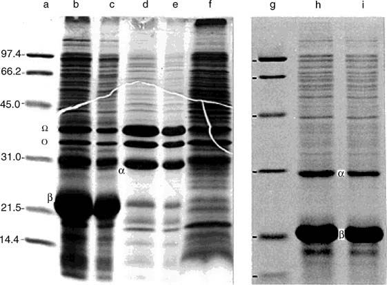 Sds+page+gel+protocol