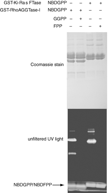 Sds+page+gel+troubleshooting