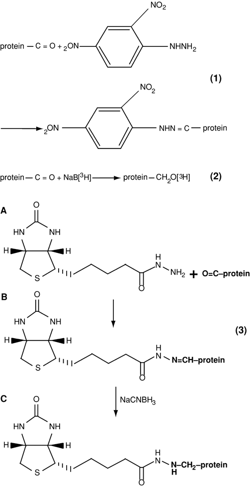 bca protein assay pierce. Methods for labeling protein