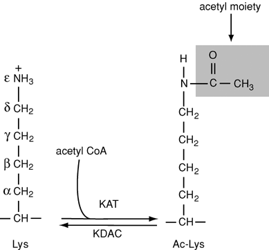 The acetylation process is acetylation. The acetylation process is