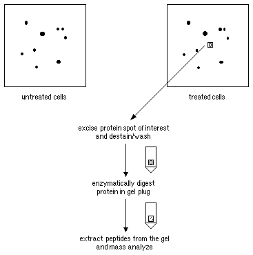 Sds+page+gel+troubleshooting