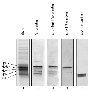 Sds+page+gel