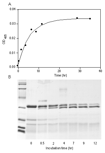 Sds+page+gel+troubleshooting