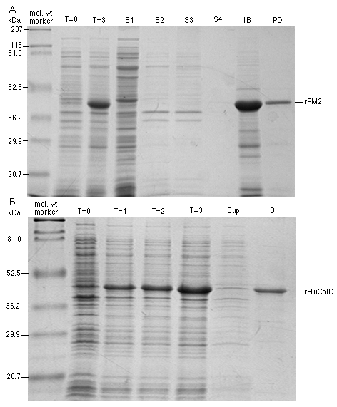 Sds+page+gel+protocol