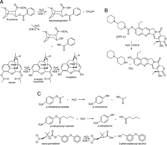 Tris-acetate recipe