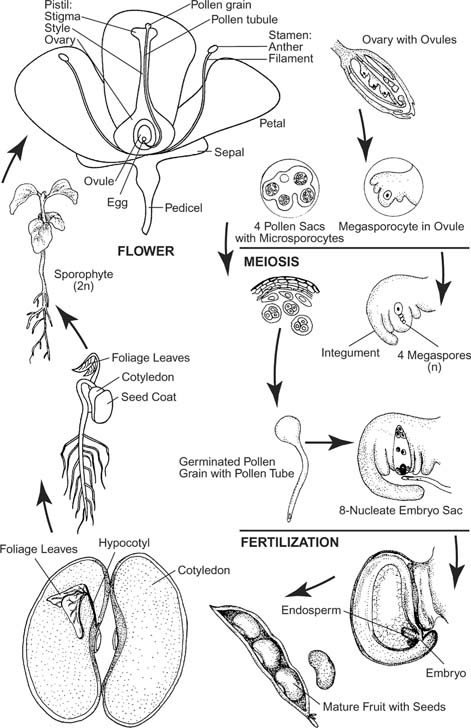 generalized life cycle of fungi. the Angiosperm Life Cycle