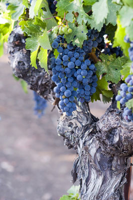 Some stock images, like this vineyard shot, work great for specific agencies. [Credit: Focal length