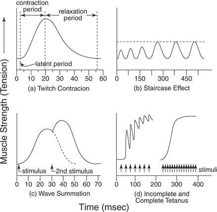 Phases of a muscle contraction