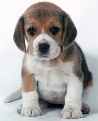 Beagle Puppies on Who Can Resist An Adorable Beagle Puppy