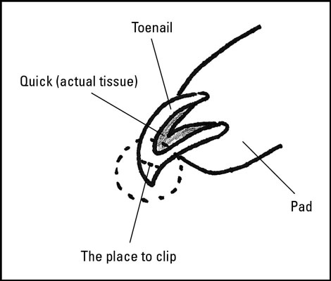 Clip the nail at the tip where the point starts to curl. [Credit: Illustration by Barbara Frake]