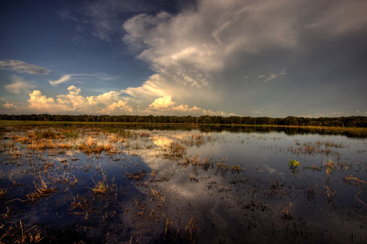 Take a walk on the wild side with a fish-eye lens.