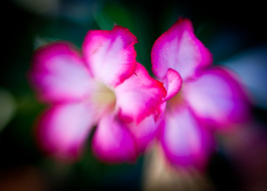Lensbaby gives you soft dreamy images with a sweet spot of focus.