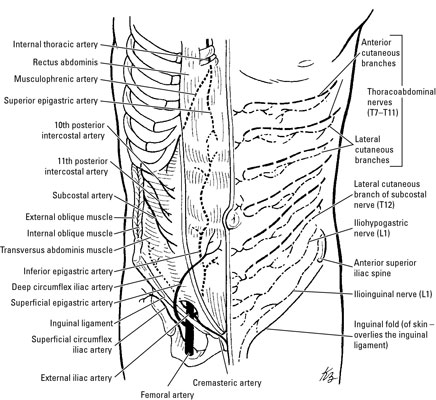 abdominal wall nerves