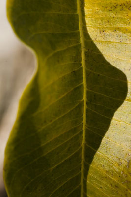 Composition is more important than your level of magnification.
