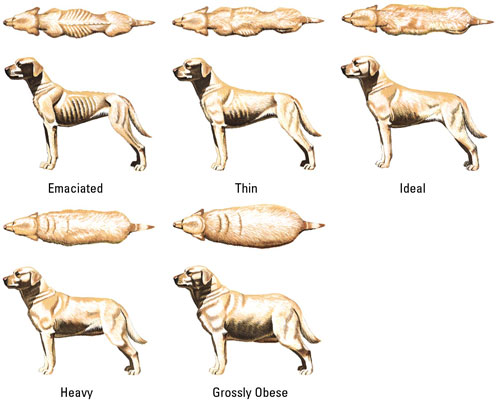 Breed Chart on Purina   S Body Condition Chart Shows Dogs In A Range Of Weight