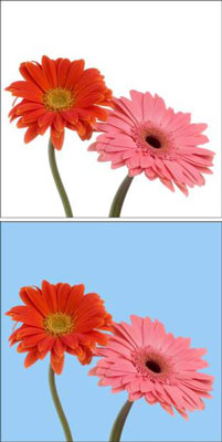 The Paint Bucket tool makes a selection and fills it at the same time. [Credit: ©istockphoto.c