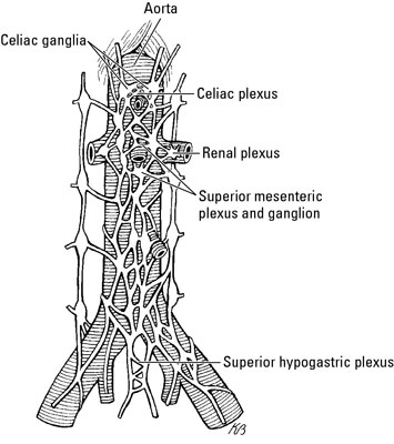 Autonomic nerve supply of the abdomen.
