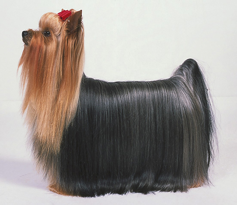 However, it takes a bit of work to get the traditional Yorkshire Terrier 