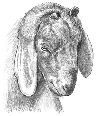 Horns that regrow after disbudding are called <i>scurs</i>.
